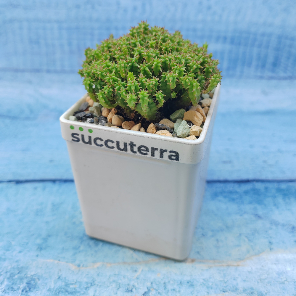 Euphorbia Submammillaris (Эуфорбия)