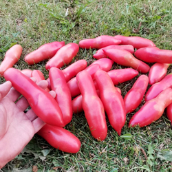 Помидоры Баба Яга - Baba Yaga Tomato