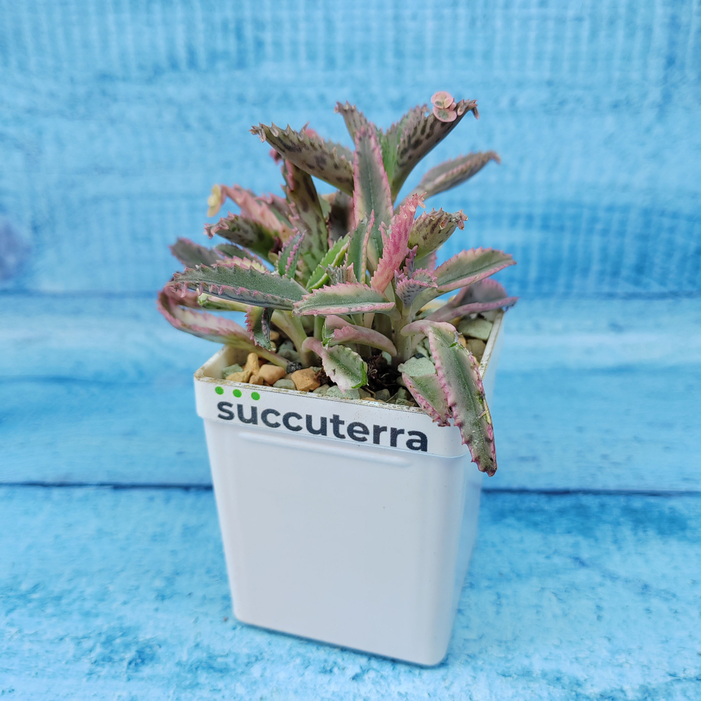 Kalanchoe Serrata 'Pink butterfly' (Каланхоэ)