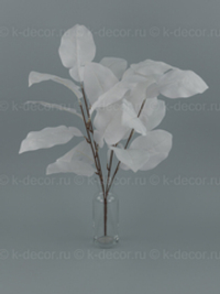 Куст Грейпфрут