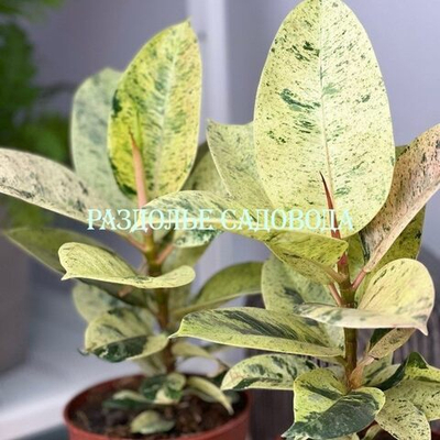 Фикус вариегатный Эластика Шривериана