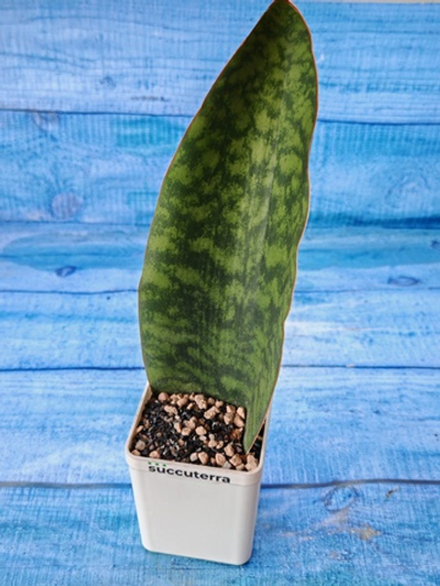 Sansevieria Masoniana Whale Fin (Сансевиерия)
