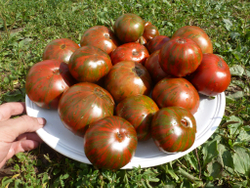 Помидоры Chocolate Stripes