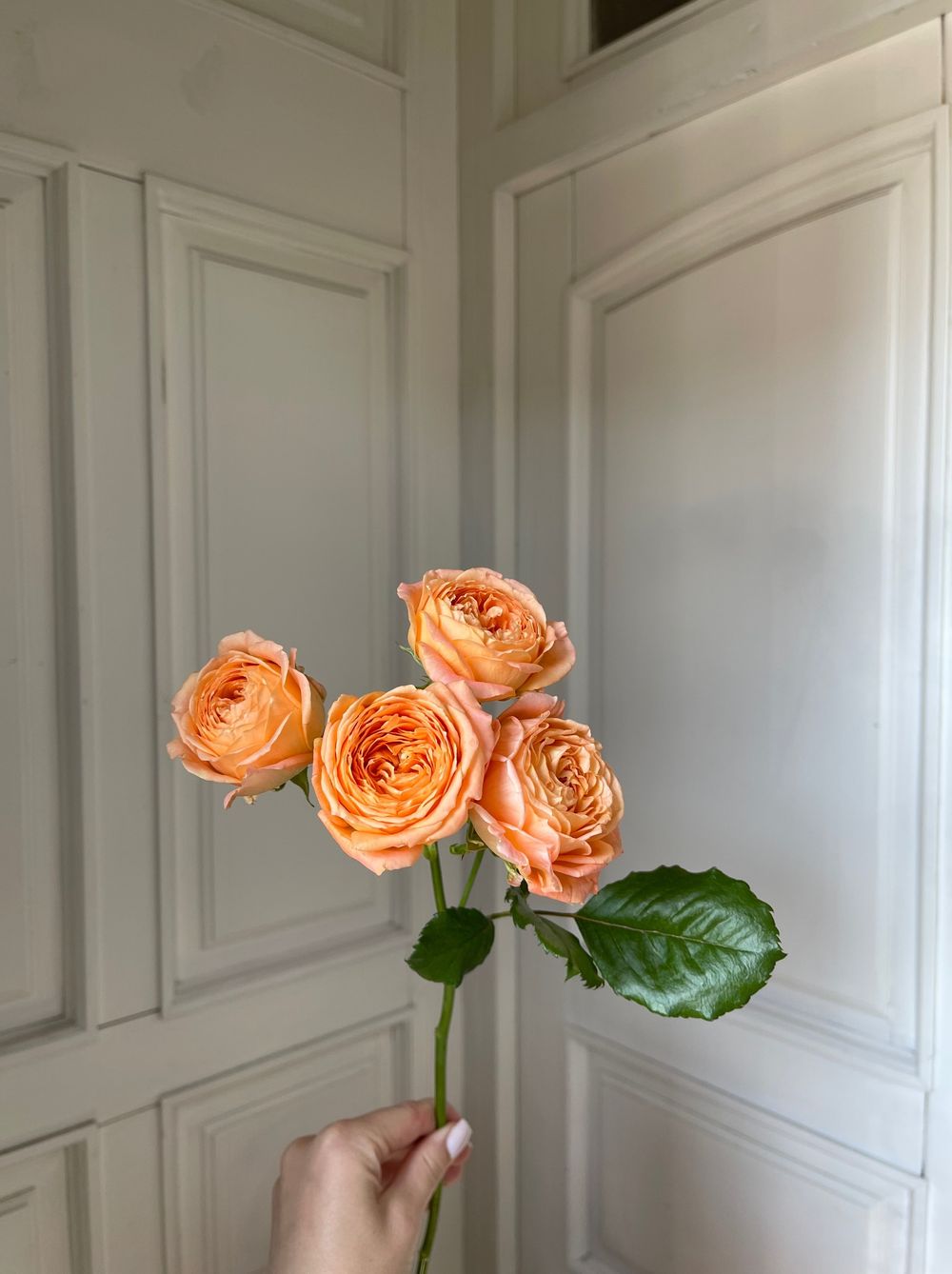 Пионовидная кустовая роза в оранжевом оттенке