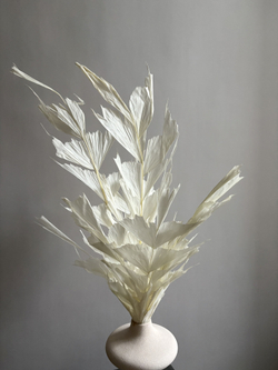 Кариота белая