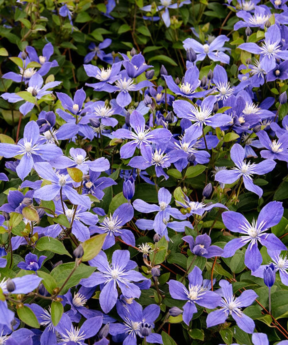 Клематис "АРАБЕЛЛА"