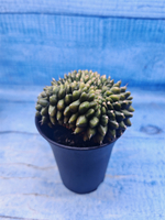 Gymnocalycium Spineless Crested form (Гимнокалициум)