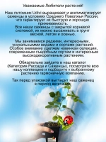 Роза Александра оф Кент английская кустовая