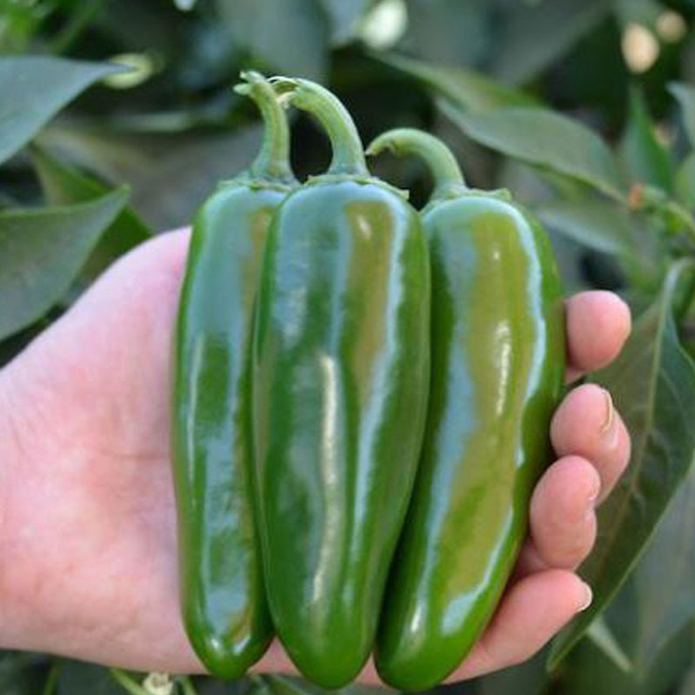 Микстеко F1 семена перца острого (Clause / Клос)