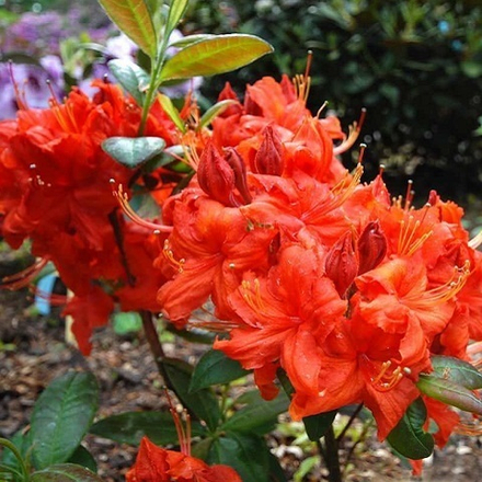 Азалия Фаерболл