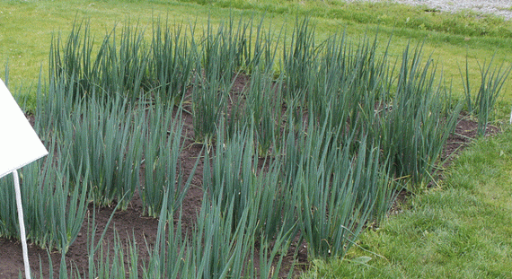 БАЙЯ ВЕРДЕ семена лука на перо (Seminis | Alexagro) – фото 5