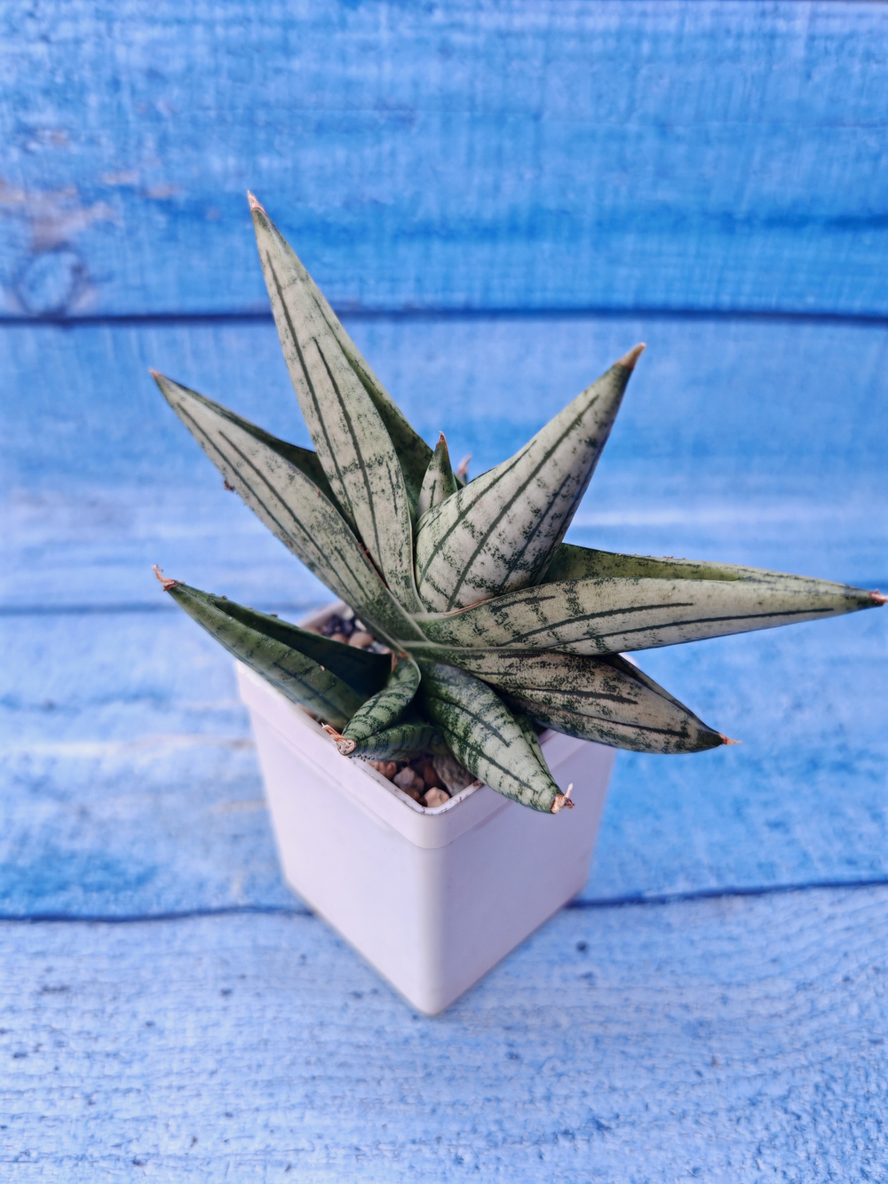 Sansevieria Classic Fan (Сансевиерия)