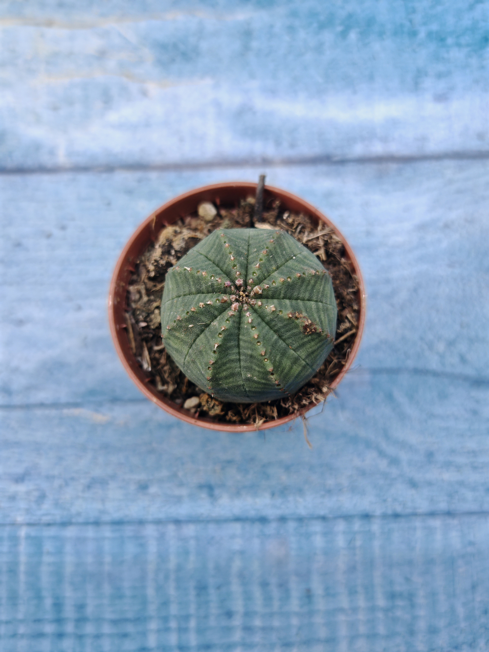 Euphoria Obesa (Эуфорбия)