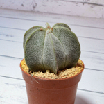 Astrophytum Myriostigma 6 ребер (Астрофитум)