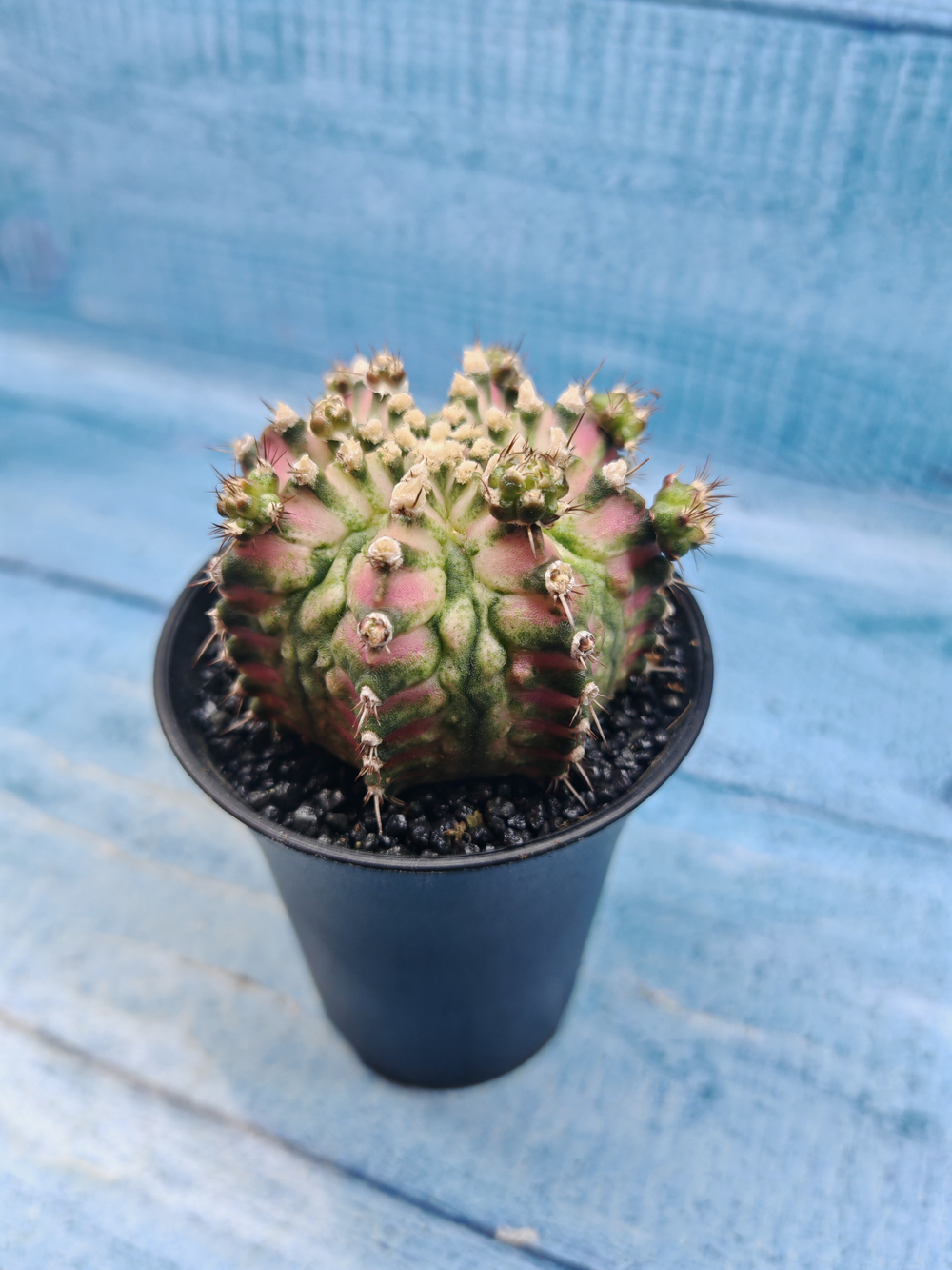 Gymnocalycium T-Rex Pink hybride (Гимнокалициум T-rex)