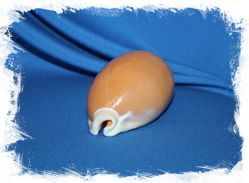 Золотая ципрея, Cypraea aurantium