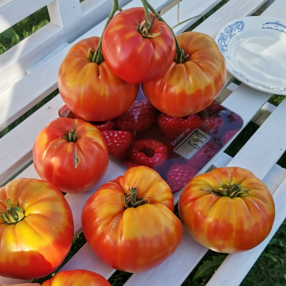 Помидоры - Морозовский