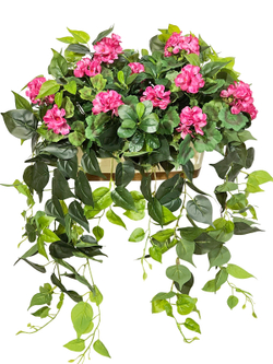 Герань малиновая ампельная с зеленью 80см в длинном кашпо