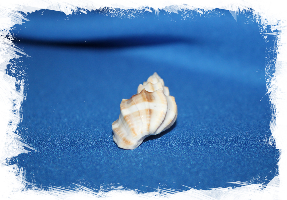 Ракушка морская Cancellaria scalariformis, Trigonostoma scalariformis