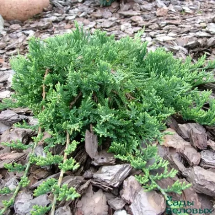 Можжевельник горизонтальный Вилтони (Juniperus horizontalis Wiltonii) р9 август 2026 г.