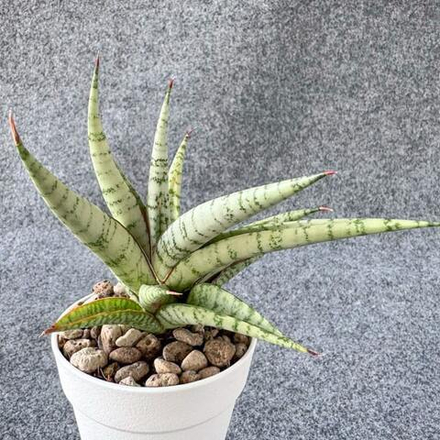 Сансевиерия CAESAR