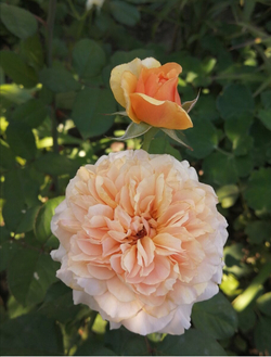 Роза Версайни Закупка М16 июнь 2026