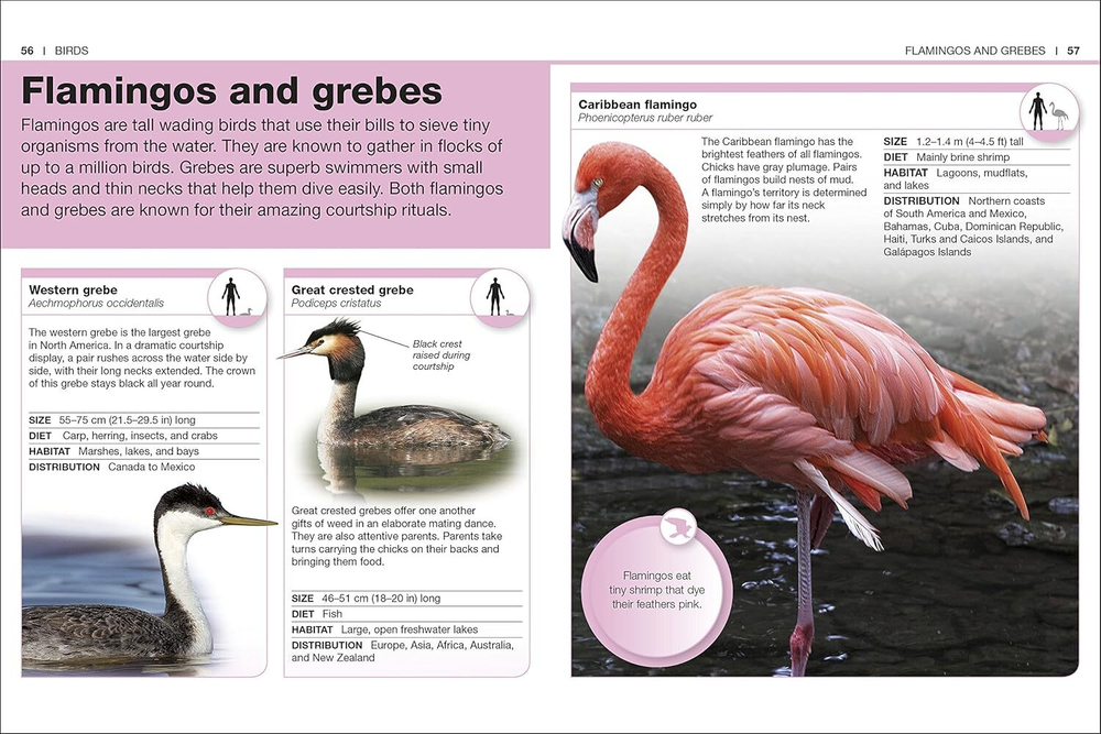 Animals (Pocket Eyewitness)