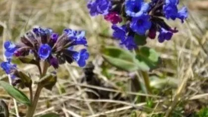 Медуница мягчайшая