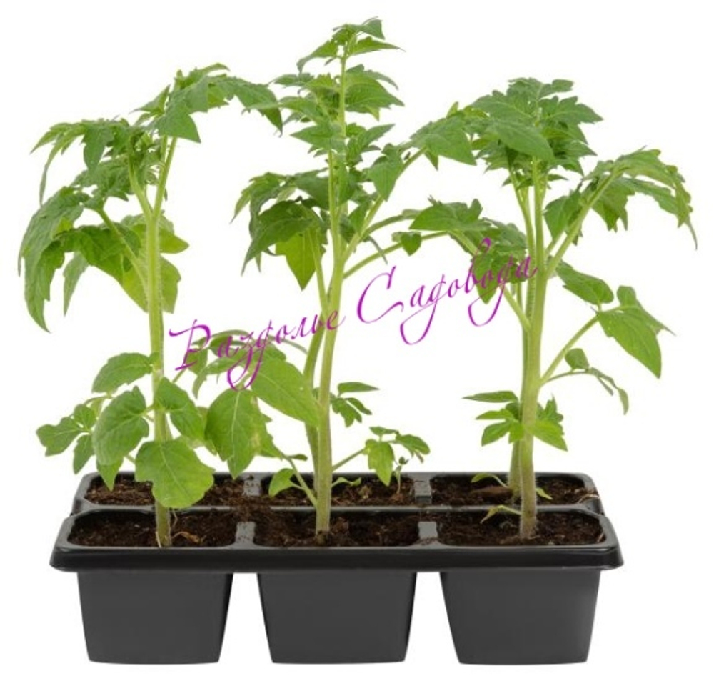 Томат детерминантный Клуша (цена за 6шт)