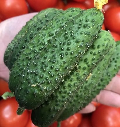 Огурец короткоплодный