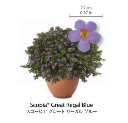 ЕВРО Bacopa Great Regal Blue укор черенок декабрь