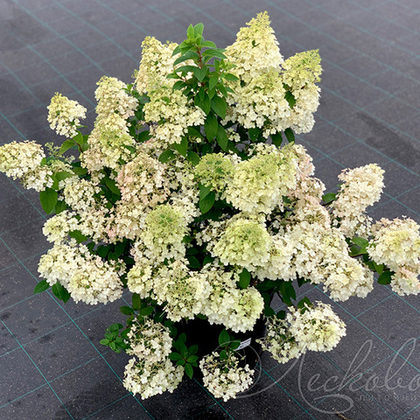 Гортензия метельчатая Bobo