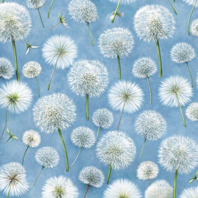 одуванчики