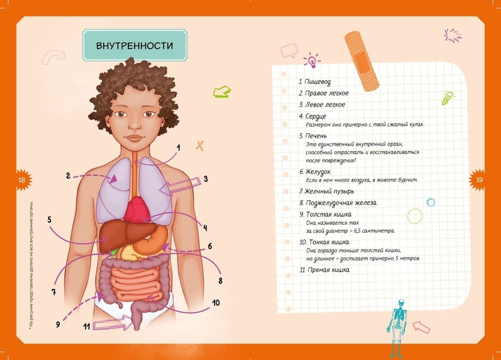 Тело человека. Детская энциклопедия