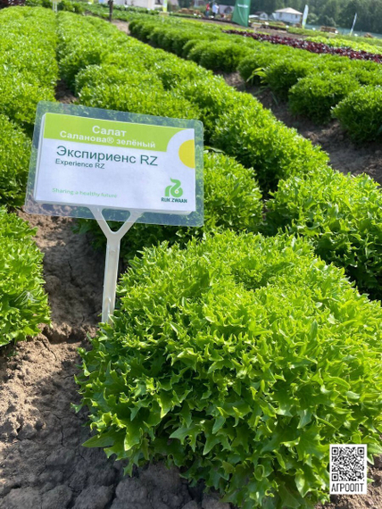 Экспириенс семена салата хрустящего с сильно рассеченным листом (Rijk Zwaan / ALEXAGRO) культура