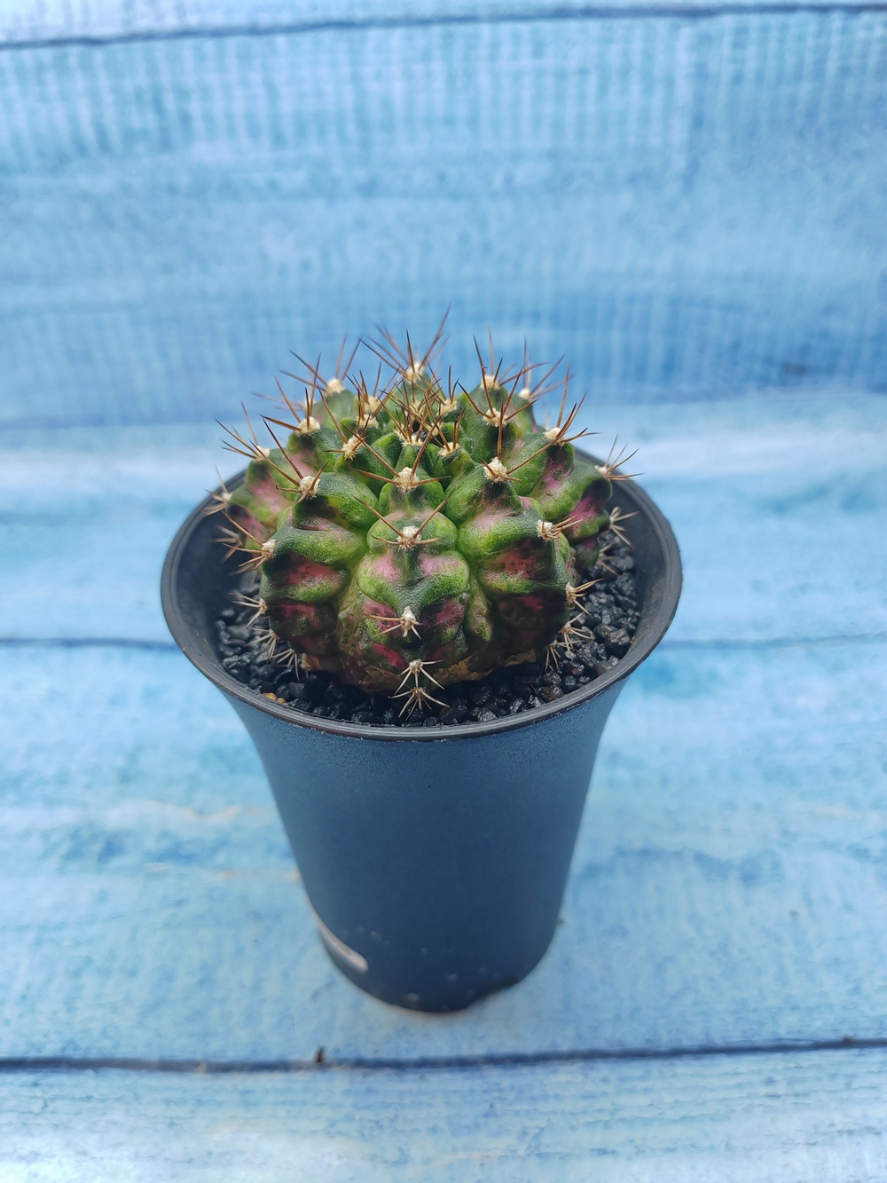 Gymnocalycium T-Rex Pink hybride (Гимнокалициум T-rex)