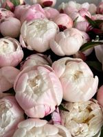 Пион в бело-розовом оттенке