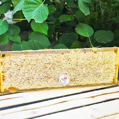 Мёд цветочный в сотах (рамка) /1,6 кг