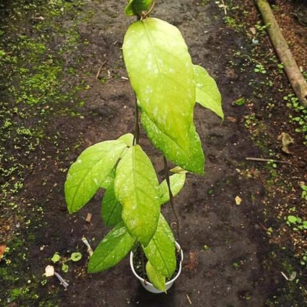 Хойя SP ACEH SPLASH