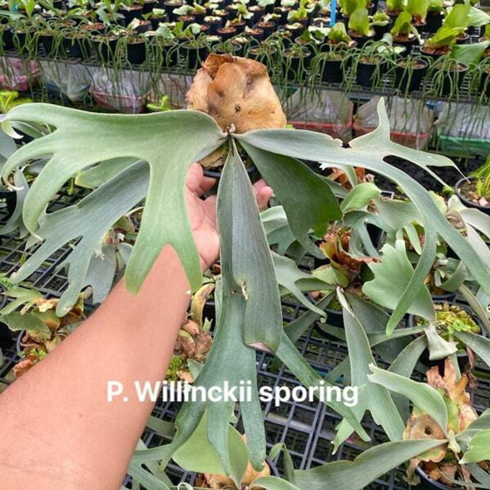 Платицериум P. WILLINCKII SPORING