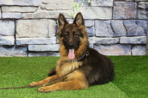 ЕСАУЛ Из Поместья Боговик 23.03.2025 д.р. - подробнее...→