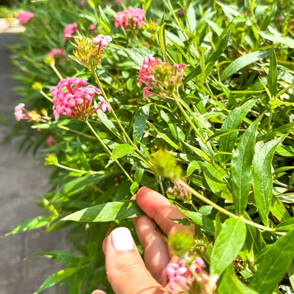 Арахнотрикс белолистный – Arachnothryx leucophylla