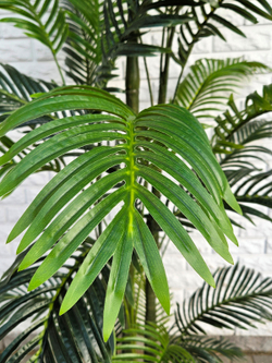 Искусственная Пальма Арека 250см в кашпо