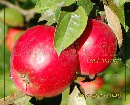 Яблоня Анис алый  (Анис бархатный, Анис сафьянный, Анис красный)