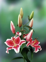 Лилия Старфайтер (Восточный гибрид)