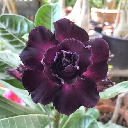 Адениум обесум MAD LADY