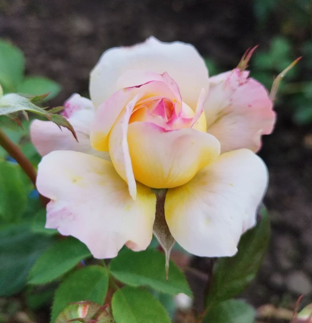 Роза Жорж Данжан Rosa Georges Denjean