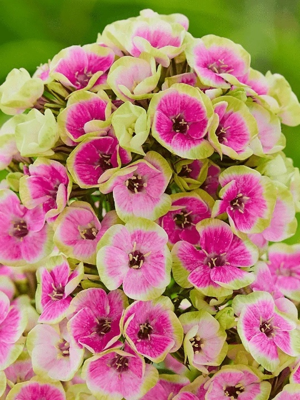 Флокс Orchid Yellow