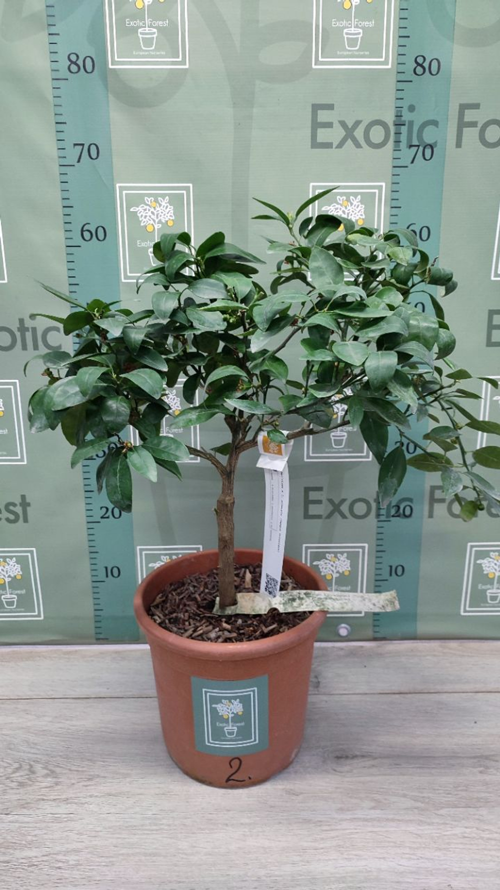 C. deliciosa × C. sinensis “Tangor Ortanique”