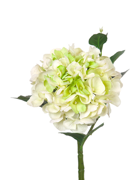Гортензия крупнолистная small на стебле - Бело-зеленый